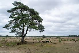 National parks welcome pets—in developed areas, on many trails and campgrounds, and in some lodging facilities. The Hoge Veluwe National Park Tiny House And Hiking Together In Transit