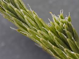 Image result for Selaginella chevalieri