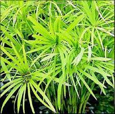 Papyrus plants aren't much work if you will be treating them as annuals. Cyperus Alternifolius Aquatic Plants