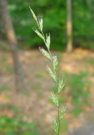 Image result for Lolium