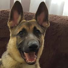 However, once it involves the german shepherd. Az Shepherd Rescue Home Facebook