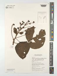 Image result for Neoboutonia