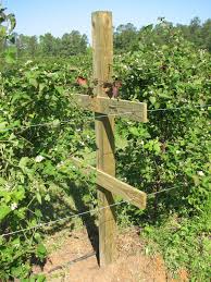 Berry Trellis Google Search Blackberry Trellis Growing Raspberries Fruit Garden