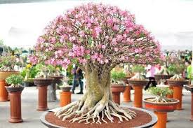 Adenium Obesum Bonsai Bonsai Tree Japanese Bonsai Plants