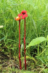 Image result for Pilostyles aethiopica