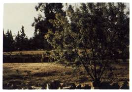 Image result for Smodingium