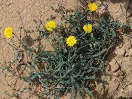 Image result for Launaea