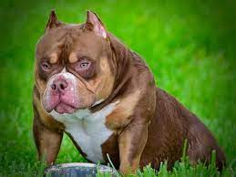 Check spelling or type a new query. Venomline Pocket Bullys In Motion Venom Reunites With Daughter Fury Abkc Champion American Bully Bully Breeds American Bully Kennels