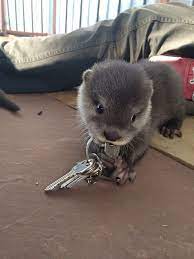 60 Baby Otter Pictures That Will Have You Smiling On The Gloomiest Day Cute Animals Baby Animals Otters Cute