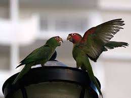Balmy alley has some of the oldest, while 24th st and the landmark san francisco women's building are covered with glorious portrayals of community pride and political dissent. Red Masked Parakeet Wikiwand