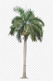 Palm Tree Png Palm Trees Plant Pictures Plant Images Transparent Background Palm Tree Png Download Is Best Qu In 2021 Palm Tree Png Plant Images Tree Photoshop