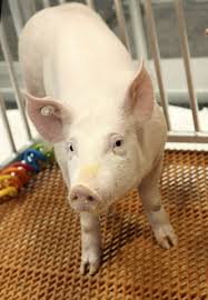 Suids other than the pig are the babirusa of indonesia, the pygmy hog of so. Us Regulators Ok Genetically Modified Pig For Food Drugs