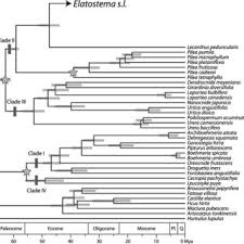 Image result for Elatostema paivaeanum