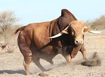 The Afrikaner Cattle Breeders Society Of South Africa Bucking Bulls Cattle Cattle Ranching