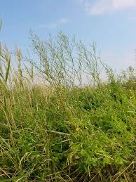 Image result for Stomatanthes sp.no.1