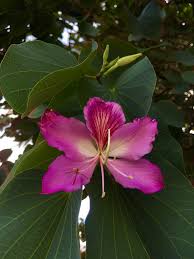 Image result for Bauhinia burrowsii