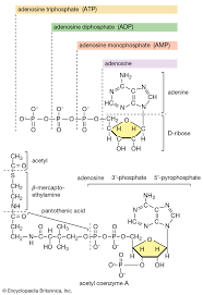 Metabolism Atp Synthesis In Mitochondria Britannica