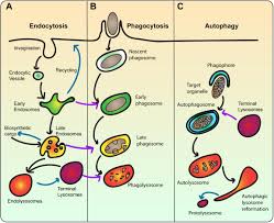 Check spelling or type a new query. Frontiers The Lysosome Signaling Platform Adapting With The Times Cell And Developmental Biology