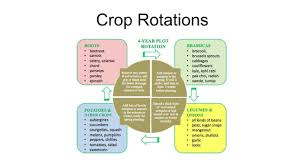 Potato Crop Rotation Garden Design Ideas