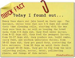 Honey Bees Assign Jobs Based On Age Bee Harry Houdini Houdini