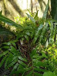 Image result for Stenochlaena