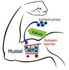 Deutsches Institut Fur Sporternahrung E V Kalium