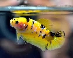 My female betta has a white spot the size of a pencil mark behind her lower fin. Fm52 Hmpk Betta Female Full Egg Betta Tropical Fish Fish Pet