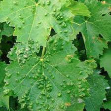 Image result for Calepitrimerus vitis