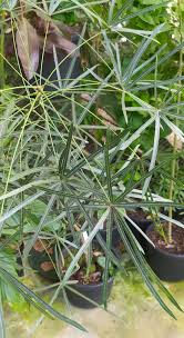 Image result for Brachychiton australis