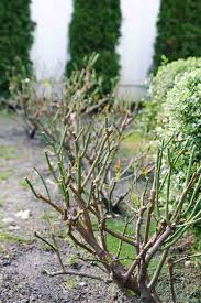 Below you'll learn proper potted rose care, including sun, water, temperature and other care needs so you can rose overview. How To Care For Roses In The Winter Modern Glam