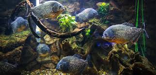 Piranhas A Guide To Owning This Omnivorous Type Of Fish