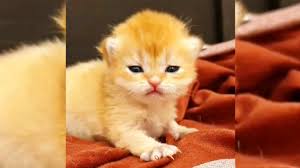 En Sevimli Yavru Kediler Yavru Kedi Miyavlamasi In 2020 With Images Animals Cats