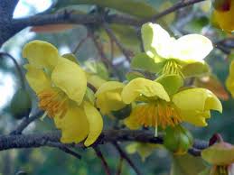Image result for Ochna ovata