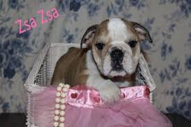 A fawn/sable dog, no matter the color, has fawn colored hair. English Bulldog Female Rare Sable Tri Color For Sale In Pleasant View Tennessee Classified Americanlisted Com