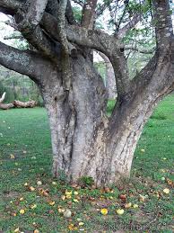 Image result for Strychnos madagascariensis