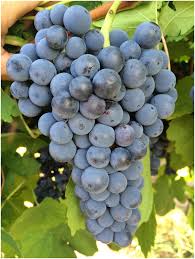 The disease generally is considered less economically important in ohio than black rot or downy mildew. Opportunity And Enchantment Wine Grapes For The Mid South Of The United States In Hortscience Volume 53 Issue 8 2018