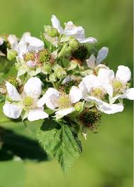 Image result for Rubus iringanus
