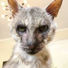 How incredibly cool would that be? Story Of Logan Werewolf Street Cat Is Full Of Sadness Love Joy And More Sadness