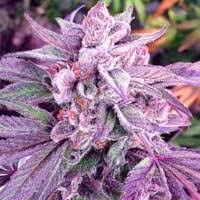 These are the top most flowering buds of the cannabis stalk and often contain the highest concentrations of cannabinoids. Cannabis Buds Cannabis Buds Pictures Black Dog Led