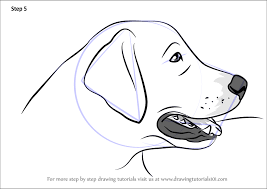 We can draw a medium to large sized dog. Golden Retriever Puppy Drawings Novocom Top