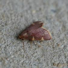 Image result for Hugonia elliptica