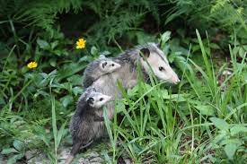 What Is A Marsupial A Marsupial Is A Mammal With A Pouch To Raise Their Babies In Opossum Possum Baby Animals