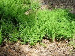 Image result for Dennstaedtiaceae