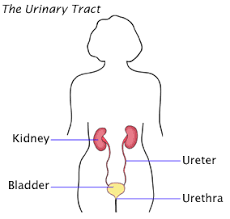 Urinary Tract Urinary Tract Infection Urinary Tract Bladder