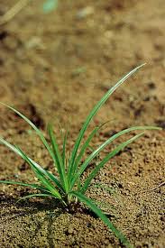 Image result for Kyllinga squamulata