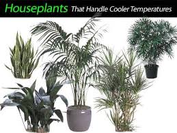 There are a number of australian native fern species which are relatively easy to spring is the best time for planting, although a number of species do equally well if planted in. Plants For Cold Rooms Discover Cold Tolerant Houseplants