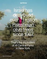 Olive trees are deeply symbolic for Palestinians - destroying them erases cultures of connection to land. Farmers call it ecological warfare. Violence doesn't just unfold in the ongoing genocide in Gaza -