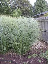Morning Light Miscanthus Sinensis Ground Cover Plants Grasses Landscaping Miscanthus Morning Light