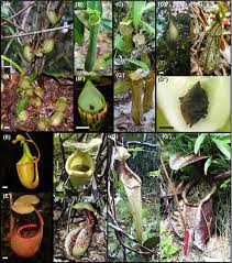 < < previous next > >. Different Pitcher Shapes And Trapping Syndromes Explain Resource Partitioning In Nepenthes Species Gaume 2016 Ecology And Evolution Wiley Online Library