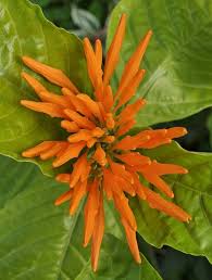 Image result for Justicia niassensis